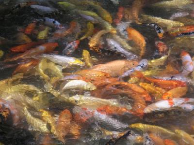 Koi in a feeding frenzy