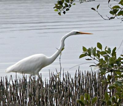 Egret  in mangroves - 2