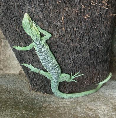 Green lizard, Bali Reptile Park