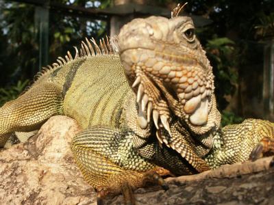 Iguana, Bali Reptile Park