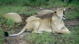 Lady Lion