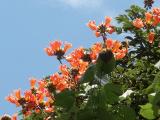 Blossoms against sky, at our hotel