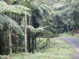Forest walk, Botanical Gardens - 1