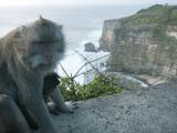 Ulawatu monkey