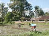 Planting rice 3