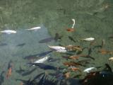 Carp in pool, Mengening