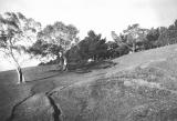 Sheep Tracks