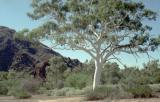 Best tree east of Alice Springs