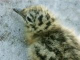 Seagull Chick
