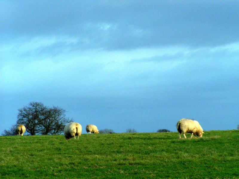 sheep