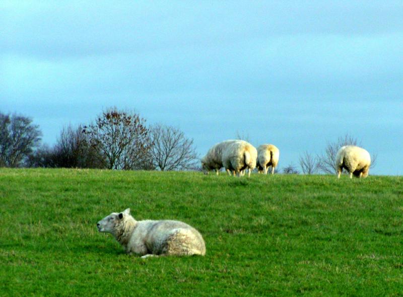 sheep2