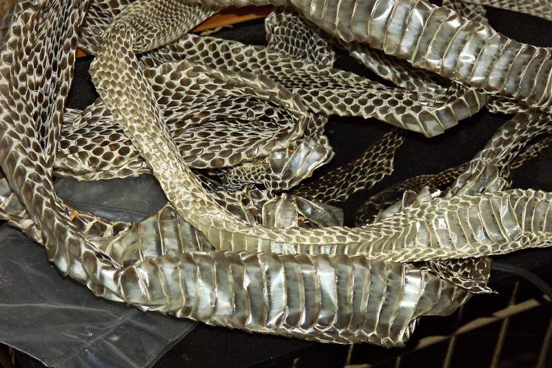 Snakeskin