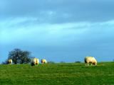 sheep