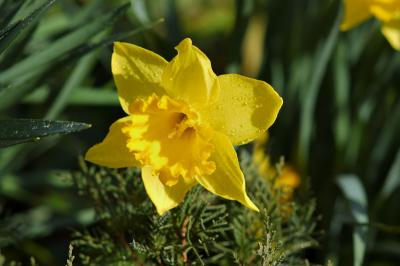 Daffodil After the Rain