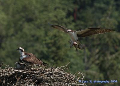 Osprey Family 1