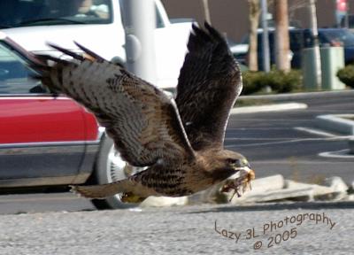 Urban Wildlife Feb 5