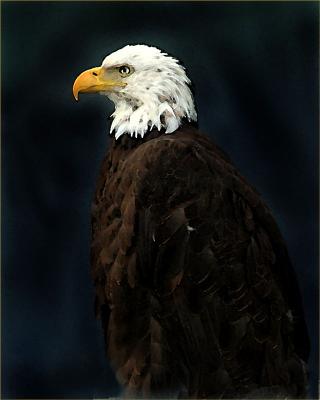 Eagle in Seward (watercolor filter applied)