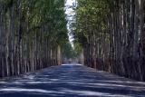 Poplar-lined Highway, Xinjiang Province