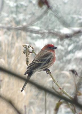 purple finch