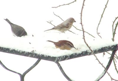 carolina wren