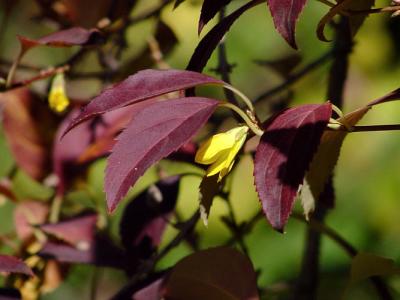 forsythia bloom