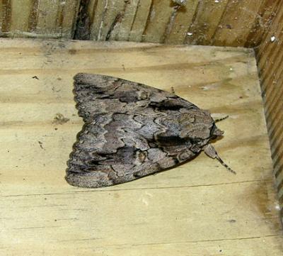 Sweetheart Underwing (8834)