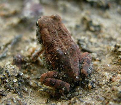 Fowler's Toad
