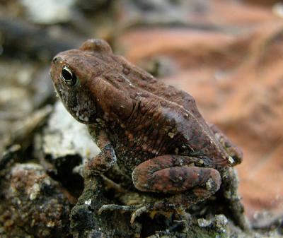 Fowler's Toad