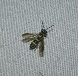 Wevil Wasp