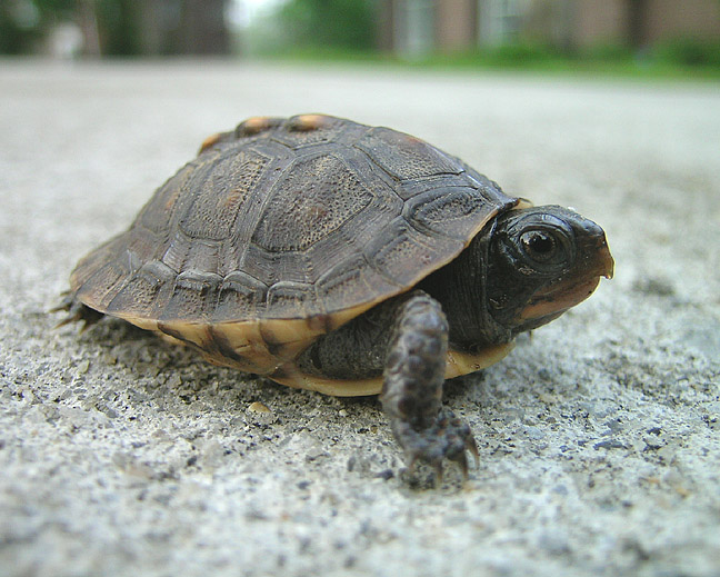 Juvenile Eastern Box Turtle
