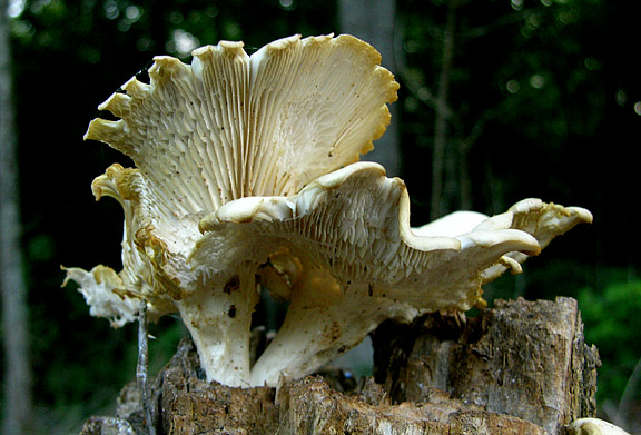 Unidentified Fungus