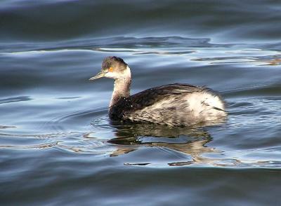 eared_grebe_westlake