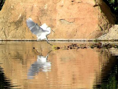 snowy_egret_japanese_garden