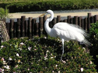 great egret bush jg.jpg