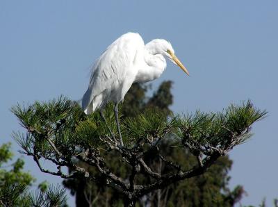 great egret tree jg.jpg