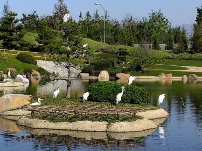 great egrets japanese garden.jpg