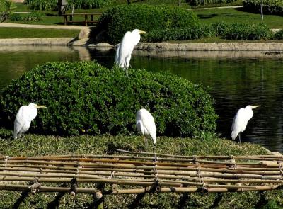 great egrets jg.jpg