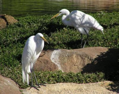 great egrets jg 2.jpg