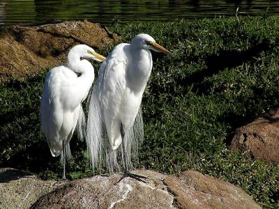 great egrets preening 2 jg.jpg