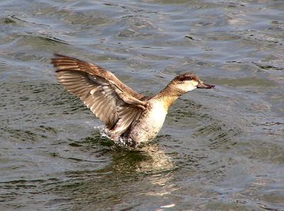 ruddy duck juvenile 126.jpg