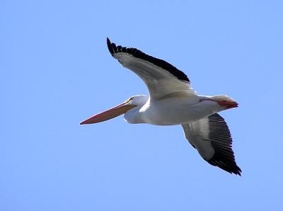 u39/lesliej/medium/25591767.whitepelicaninflight.jpg