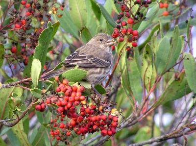 house_finch_female_jan_2004