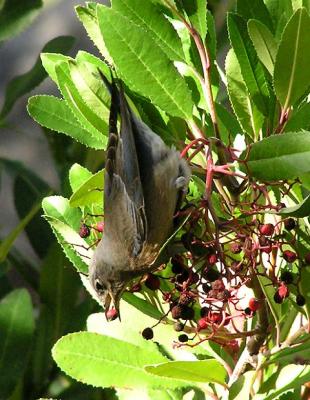 bluebird and berries 4.jpg