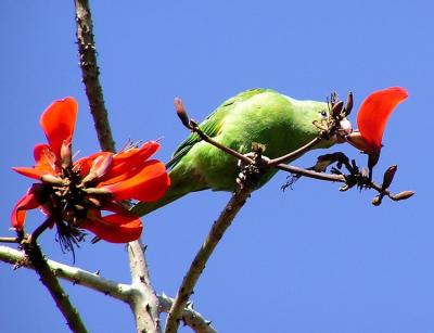 u39/lesliej/medium/25646407.chevronwingedparakeet.jpg