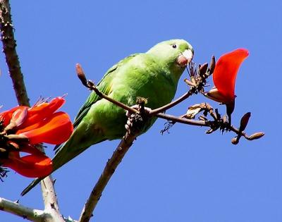 u39/lesliej/medium/25646409.chevronwingedparakeet3.jpg