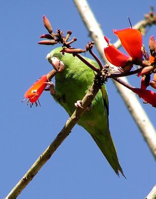 chevron winged parakeet 4.jpg