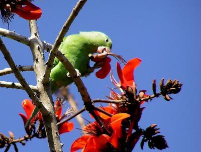 chevron winged parakeet 5.jpg