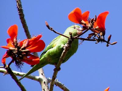 chevron winged parakeet 6.jpg