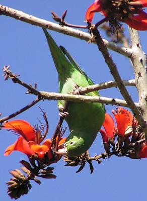 chevron winged parakeet 9.jpg