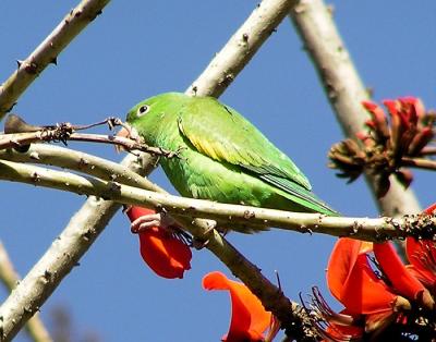 chevron winged parakeet 10.jpg